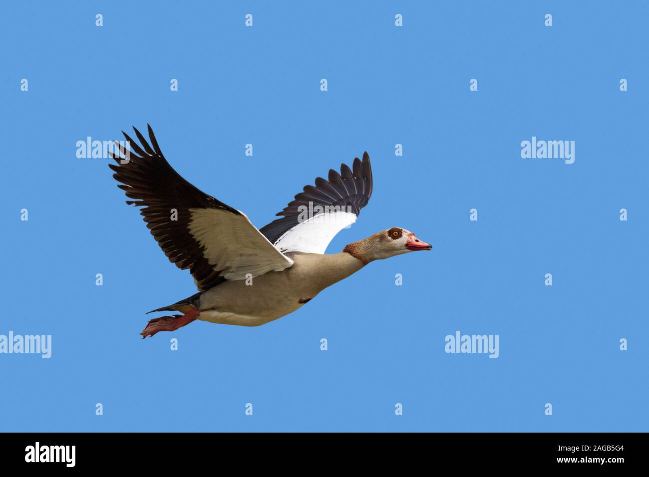 Egyptian goose (Alopochen aegyptiaca / Anas aegyptiaca) in flight against blue sky, native to Africa south of the Sahara and the Nile Valley Stock Photo