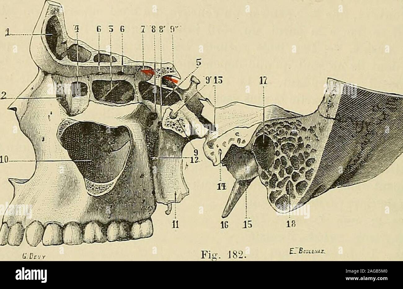 Nasale anatomie hires stock photography and images Alamy