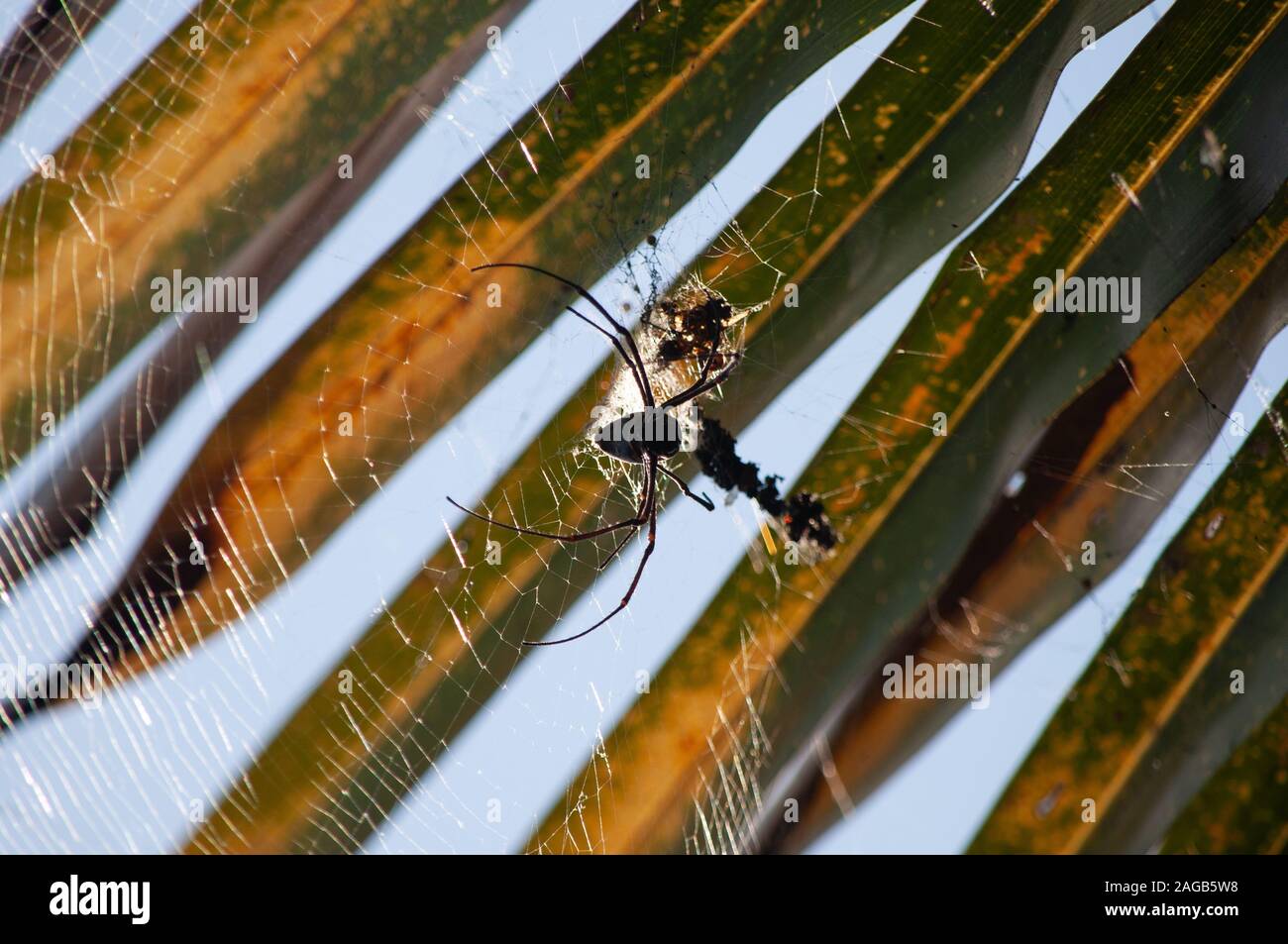 Macro photography shot of a black spider weaving a spider web on a ...