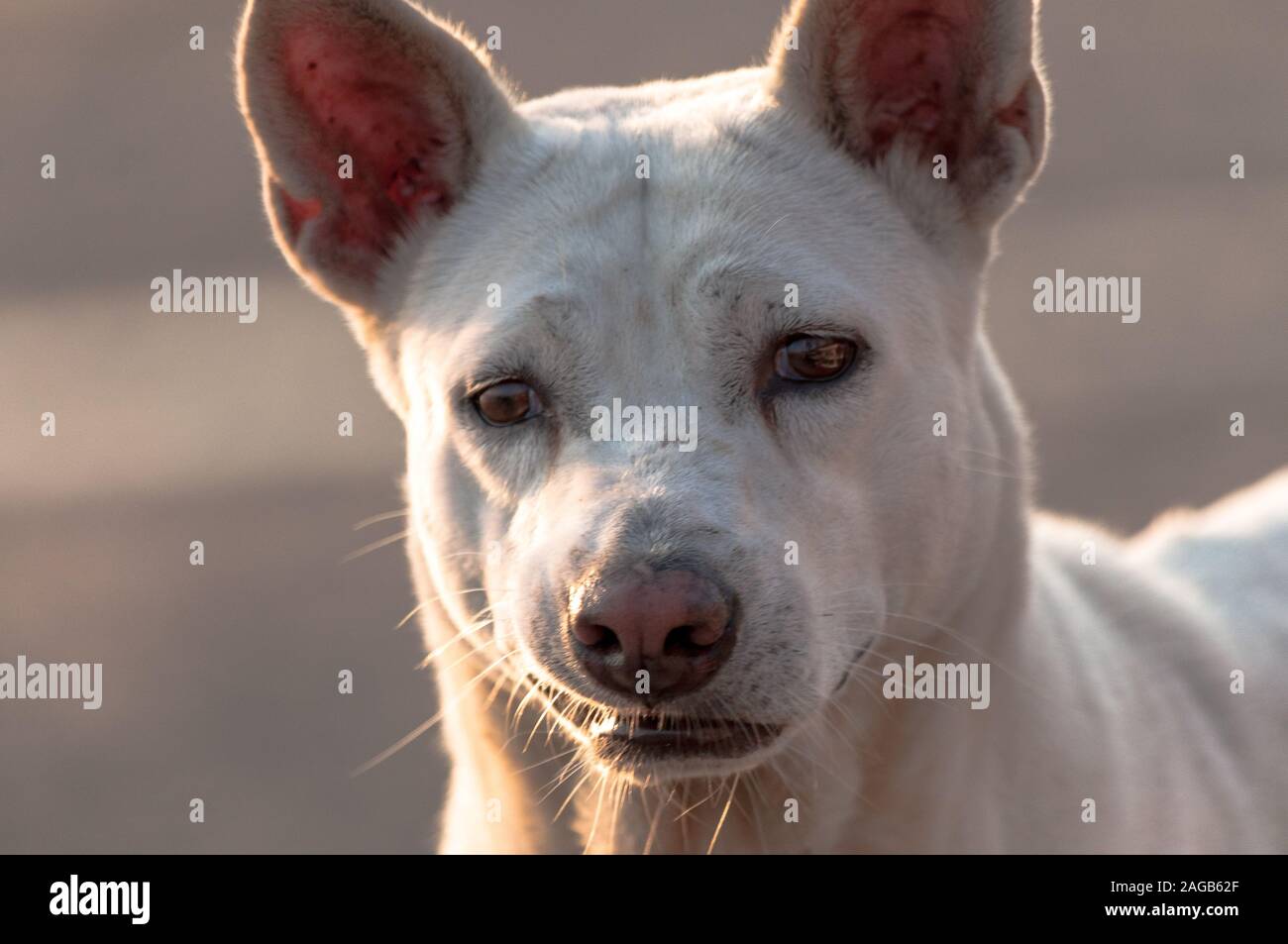 white formosan mountain dog