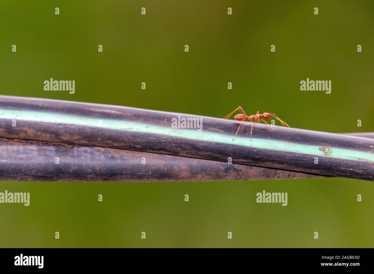 Macro photography shot of a strong red ant on a metal pole with a blurred green background Stock Photo