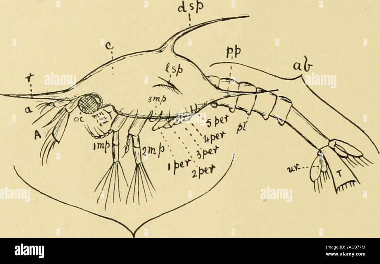 . Decapoden. nocülus taurus die Larve von Portunus maenas ist. VI 320 Williamson. als Larven von Krabben erkannt wurden. Thompson nntersnclite darauf dieLarven einer Anzalii von Krabbenarten und konnte zeigen, daß sie alle in derallgemeinen Form sich ähneln. Die Larve eines Macrnren Decapoden, Palaemon variabilis wurde zuerstvon Cane (1) 1839 beschrieben. J. V. Thompson (4) war Zeuge der Metamorphose der Krabbenlarvein eine andere Form, die Postlarva, die einer kleinen Krabbe ähnelte, aber diemehrere unterscheidende Charaktere hatte. Diese Form war von Linne (I)unter dem Namen Cancer geimaniis Stock Photo