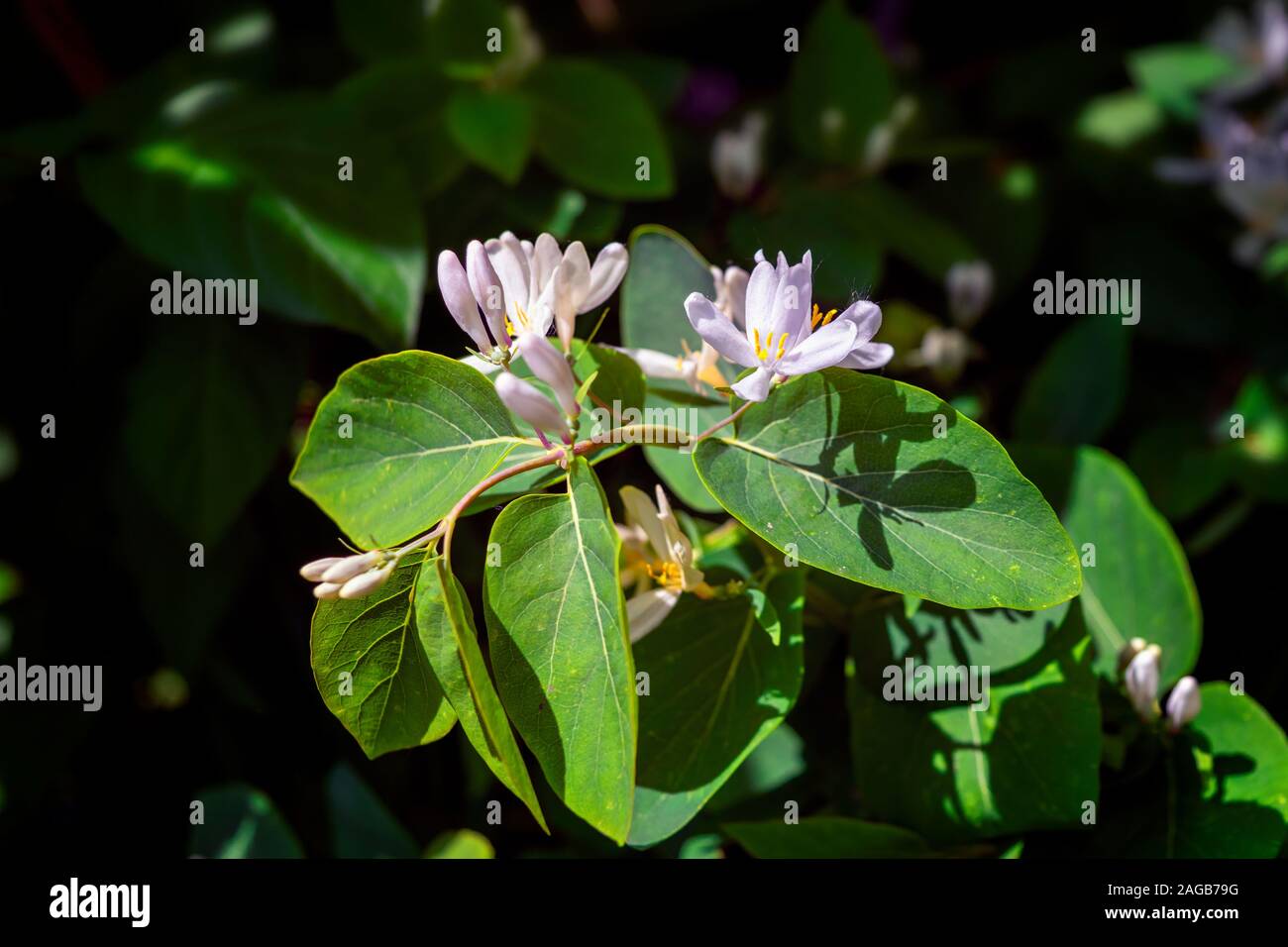 Frangula alnus alder buckthorn, glossy buckthorn, breaking buckthorn flowering bush, blooming white flower close up detail, dark green leaves blurry b Stock Photo