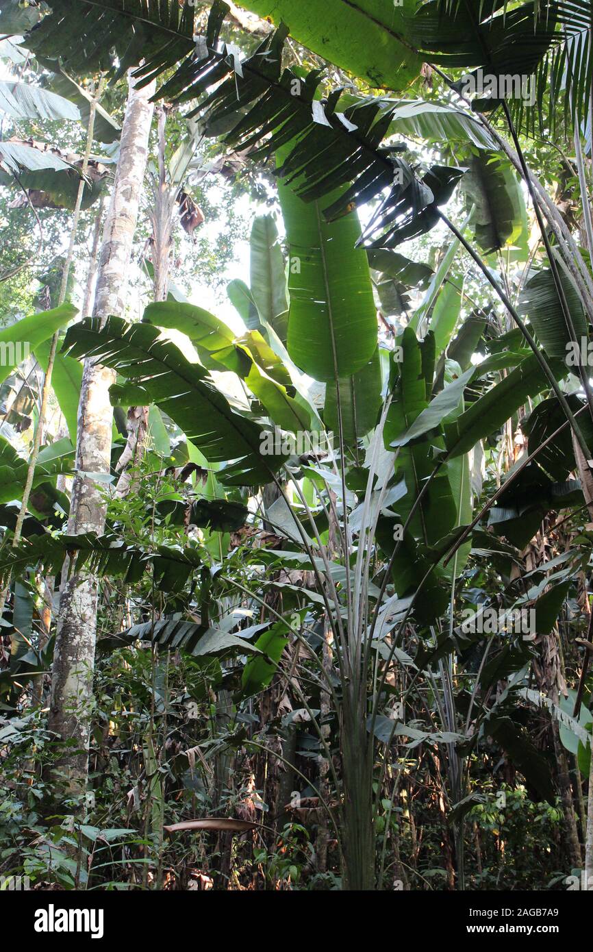 A variety of trees of varying sizes in the Amazon rainforest in Tambopata, Peru Stock Photo Alamy