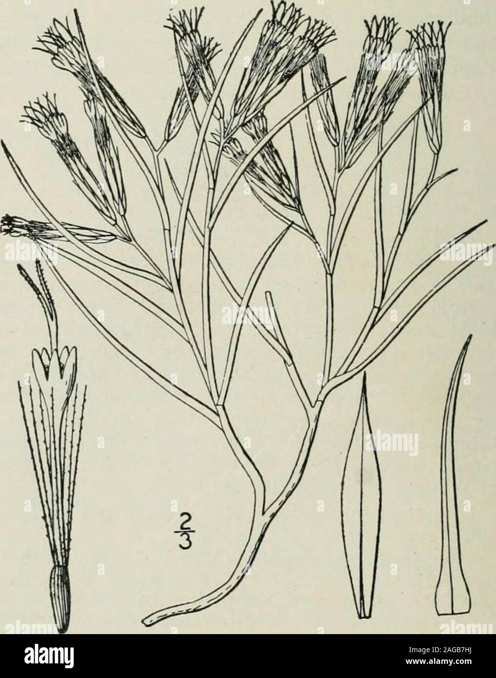 . An illustrated flora of the northern United States, Canada and the British possessions : from Newfoundland to the parallel of the southern boundary of Virginia and from the Atlantic Ocean westward to the 102nd meridian. us-bristles soft, copious. In sterile, especially alkaline soil, Montanato western Nebraska, Utah and New Mexico.Included in our first edition in the C. nanseosa(Pursh) Britton, a densely tomentose farwestern species. Rabbit-brush. Aug.-Oct. 2. Chrysothamnus Howardi (Parry)Greene. Howards Rayless Golden-rod. Fig. 4205. Linosyris Howardi Parry; A. Gray, Proc. Am.Acad. 6 : 541. Stock Photo