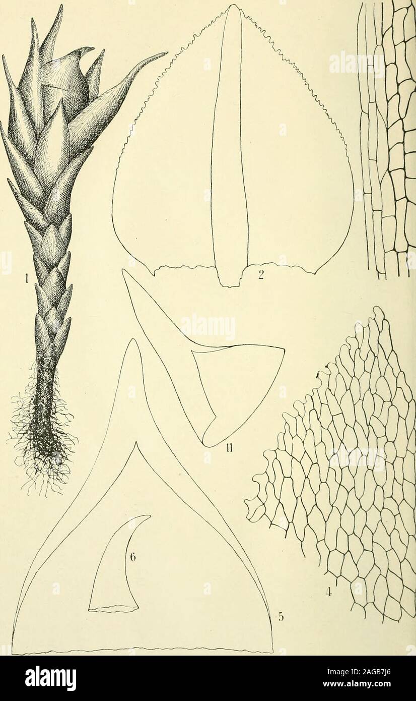 . Arkiv för botanik. ulinum a latere visum. Vergr. ^-f. » 7. Folium caulinum a fronte visum. Vergr, ^. » 8. Cellulae alares. Vergr. ^p. » 9. Pars suprema subulae folii. Vergr. ^p. Erklärung der Tafel 11. Leucoloma capillare Dus, n. sp. Fig. 1. Cellulae alares, Vergr, ^» 2. » » Vergr. ^p. » 3, Planta. Magn. nat. p. DUSEN. BRYOLOGIE DER MAGELLANSLÄNDER ETC. 45 Leucoloma Dusenii Bkotii. ii. sp. Planta. Magn. nat. Folium cauliunm. Vergr. Y- Pars subulae suprema. *p. Pars sectionis basalis folii. Vergr. *?. Cellnlae alares. Vergr. ^l Cellulae superiores folii. Vergr. ^^^. Leucoloma capülifolium. Stock Photo