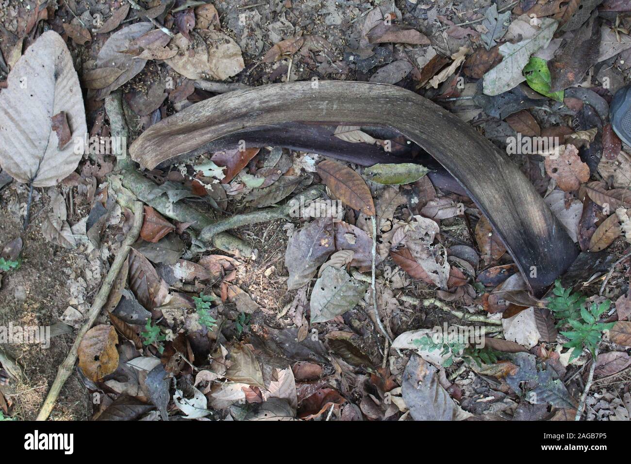 Amazon Rainforest And Forest Floor Stock Photos Amazon