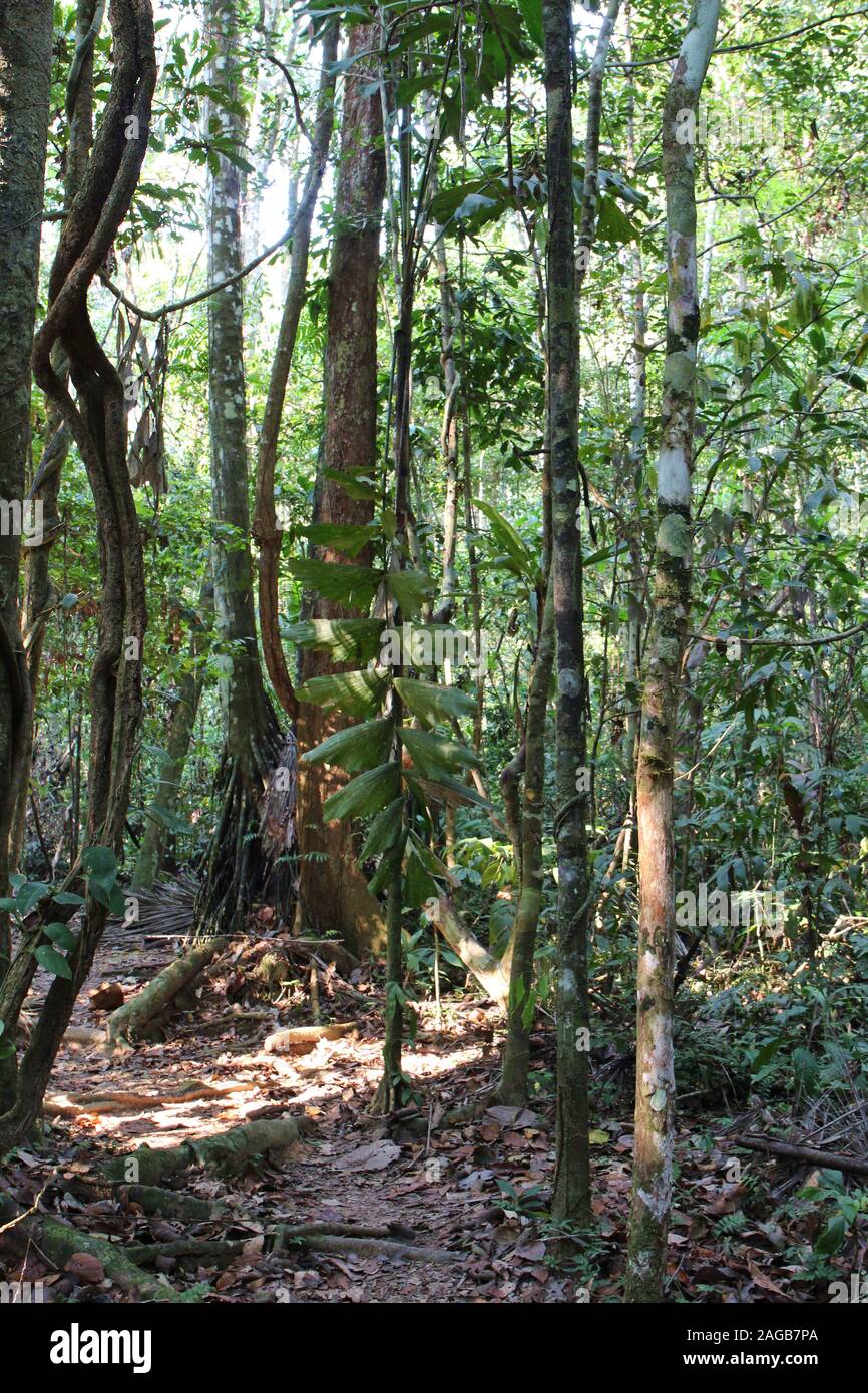 A dirt walking path through the Amazon Rainforest in Tambopata, Peru ...