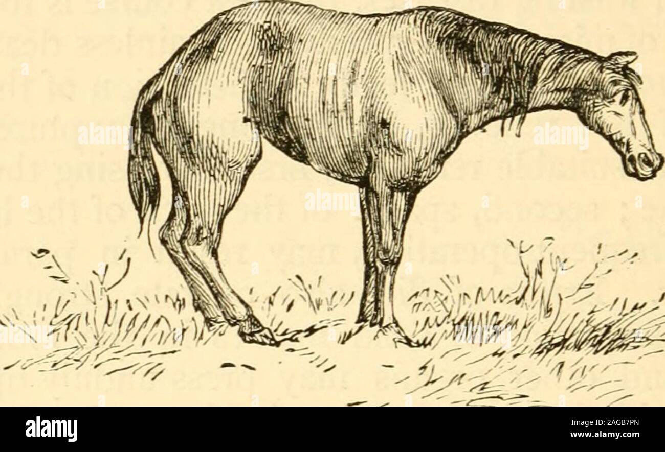 The horse : its varieties and management in health and disease. scurf.The  mouth is foul, and the animal suffers pain with eachurination.  Treatment.—Medicines are of no avail where the sys-tem of