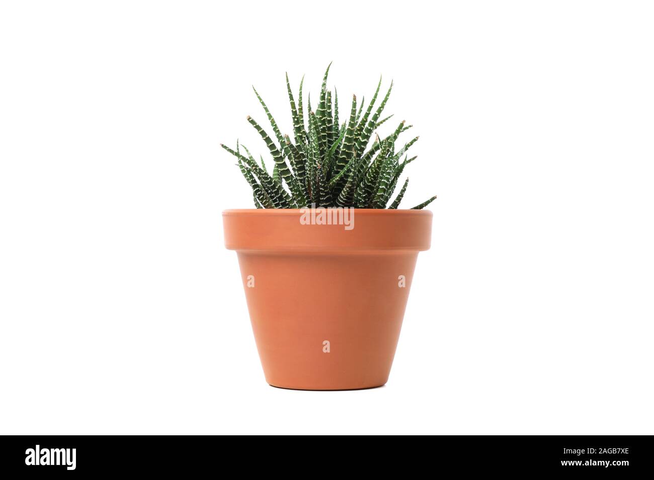 Green plant in pot isolated on white background Stock Photo - Alamy