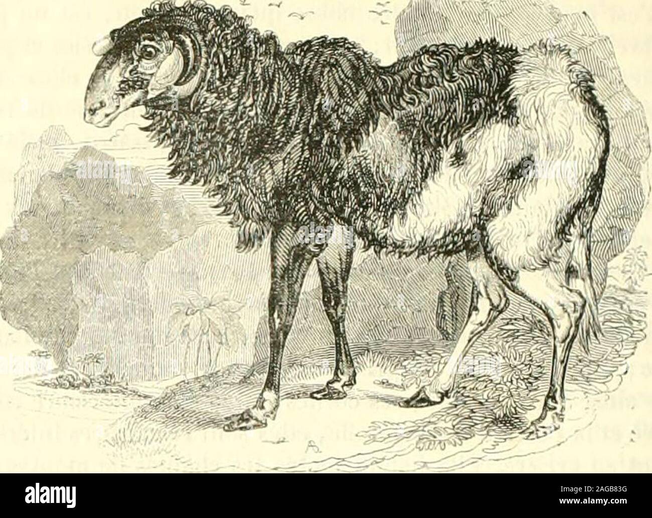 Animaux A Laine High Resolution Stock Photography And Images Alamy