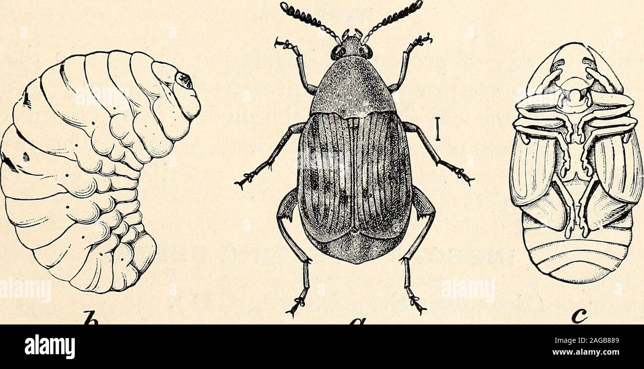 Common bean weevil hires stock photography and images Alamy