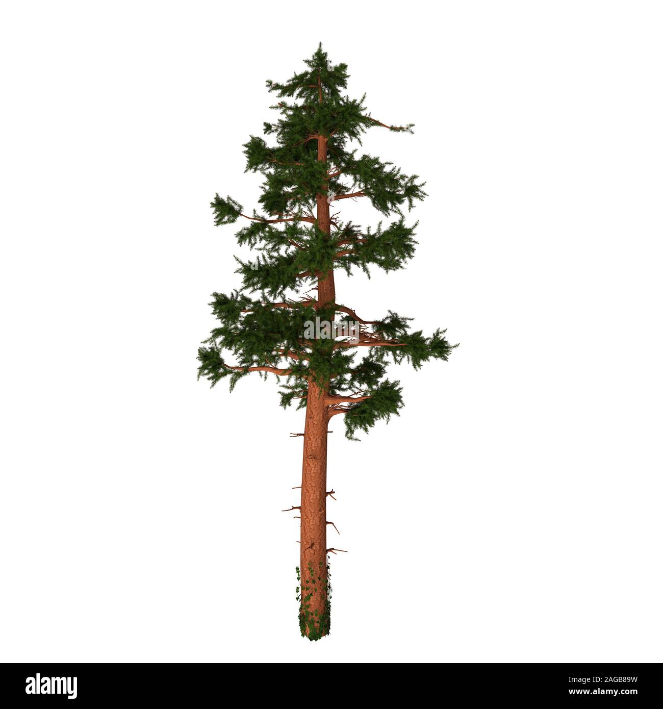 The California Red Fir or Silvertip is a coniferous evergreen pine tree native to Oregon and California in North America. Stock Photo