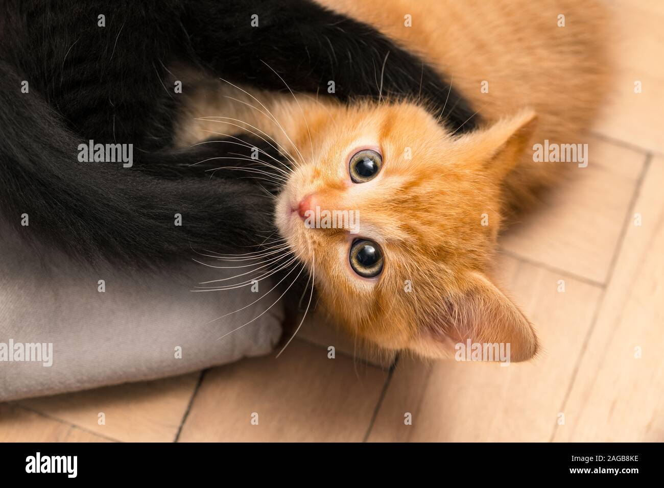 Two cute small kittens playing on floor. Domestic cats 8 weeks old. Felis silvestris catus. Happy ginger and black kitty in fight on a wood parquets. Stock Photo