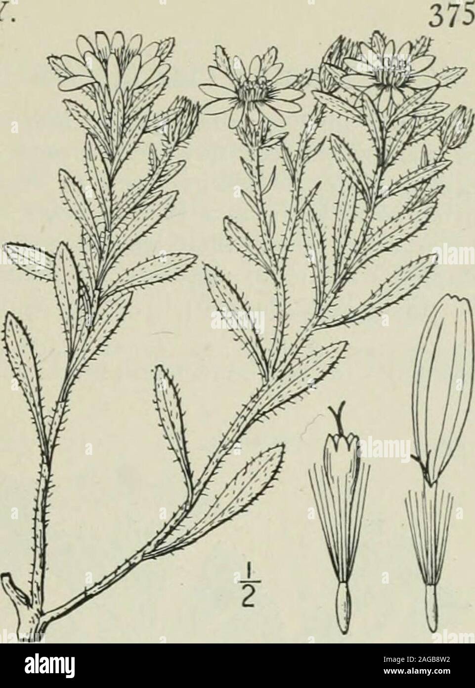 . An illustrated flora of the northern United States, Canada and the British possessions : from Newfoundland to the parallel of the southern boundary of Virginia and from the Atlantic Ocean westward to the 102nd meridian. 7. Chrysopsis hispida (Hook.) Nutt. Hispid Golden Aster. Fig. 4201. Diplopappus hispidus Hook. Fl. Bor. Am. 2: 22. 1834.Chrysopsis hispidus Nutt. Trans. Am. Phil. Soc. (IL) 7: 316. 1841.Chrysopsis villosa var. hispida A. Gray, Syn. Fl. i: Part 2, 123. 1884. Lower than C. villosa, stem rarely over 1° high, withspreading, sparse or copious, hirsute or hispid pu-bescence, someti Stock Photo