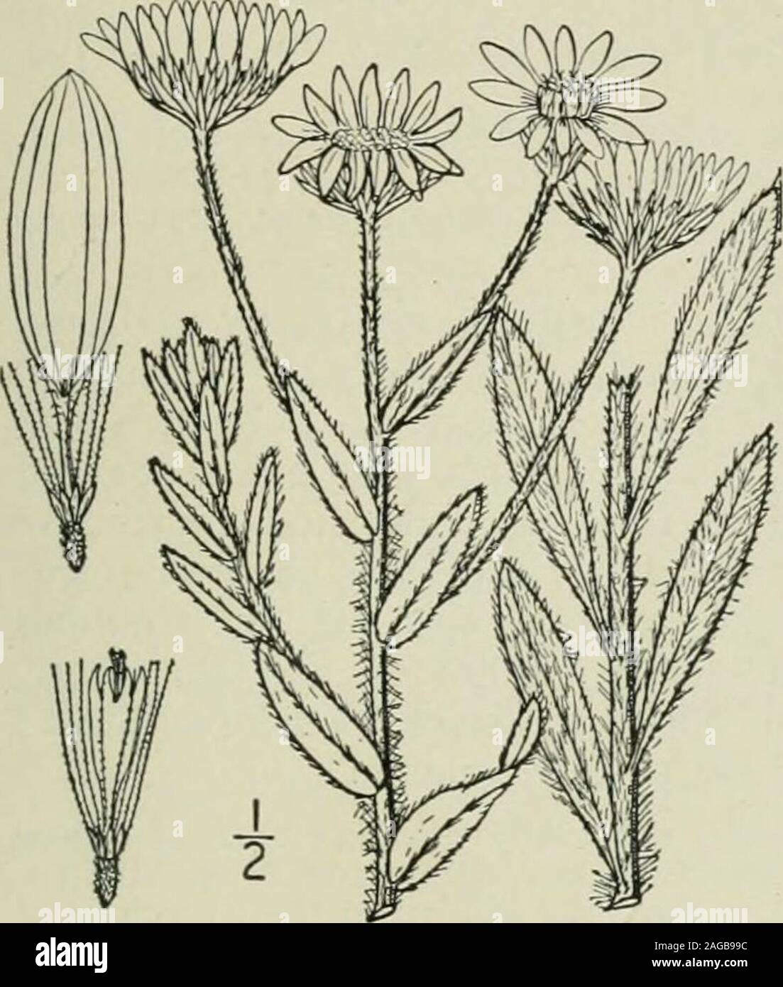 . An illustrated flora of the northern United States, Canada and the British possessions : from Newfoundland to the parallel of the southern boundary of Virginia and from the Atlantic Ocean westward to the 102nd meridian. 5. Chrysopsis stenophylla (A. Gray) Greene. Stiff-leaved Golden Aster. Fig. 4200. Chrysopsis villosa var. stenophylla A. Gray, Syn. Fl. i: Part 2, 123. 1884.C. stenophylla Greene. Erythea 2 : 96. 1894.C. angustifolia Rydb. Bull. Torr. Club 37: 128. 1910. Low. slender, hirsute or rough-pubescent,6-io high. Leaves linear or slightly broad-ened above, densely canescent and cilia Stock Photo