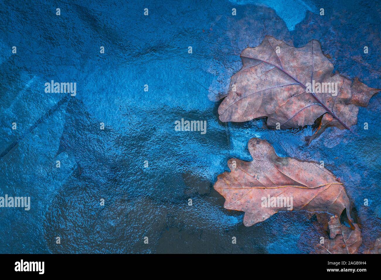 Leaf frozen in the ice, winter background Stock Photo - Alamy