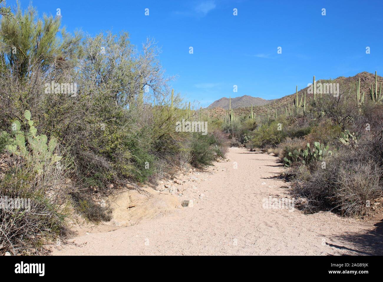 The sandy Valley Overlook Trail leading through a desert landscape in