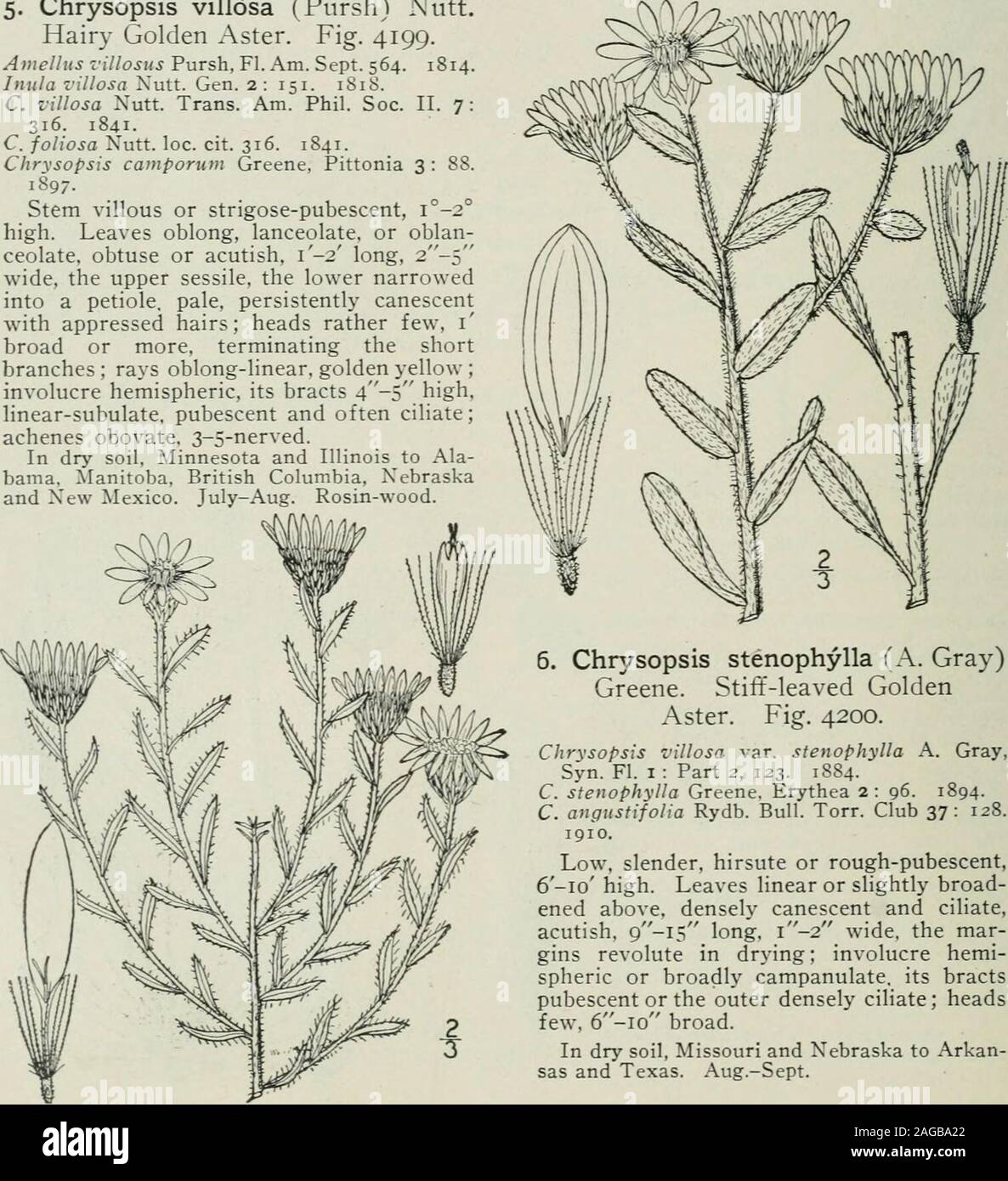 . An illustrated flora of the northern United States, Canada and the British possessions : from Newfoundland to the parallel of the southern boundary of Virginia and from the Atlantic Ocean westward to the 102nd meridian. racts 4-5 high,linear-subulate, pubescent and often ciliate;achenes obovate, 3-5-nerved. In dry soil, Minnesota and Illinois to Ala-bama, ^lanitoba, British Columbia, Nebraskaand New Mexico. July-Aug. Rosin-wood. Vol. III. 4. Chrysopsis mariana (L.) Ell. ]lar3-land Golden Aster. Fig. 4198. Inula mariana L. Sp. PL Ed. 2, 1240. 1763./. mariana Nutt. Gen. 2: 151. 1818.C. marian Stock Photo