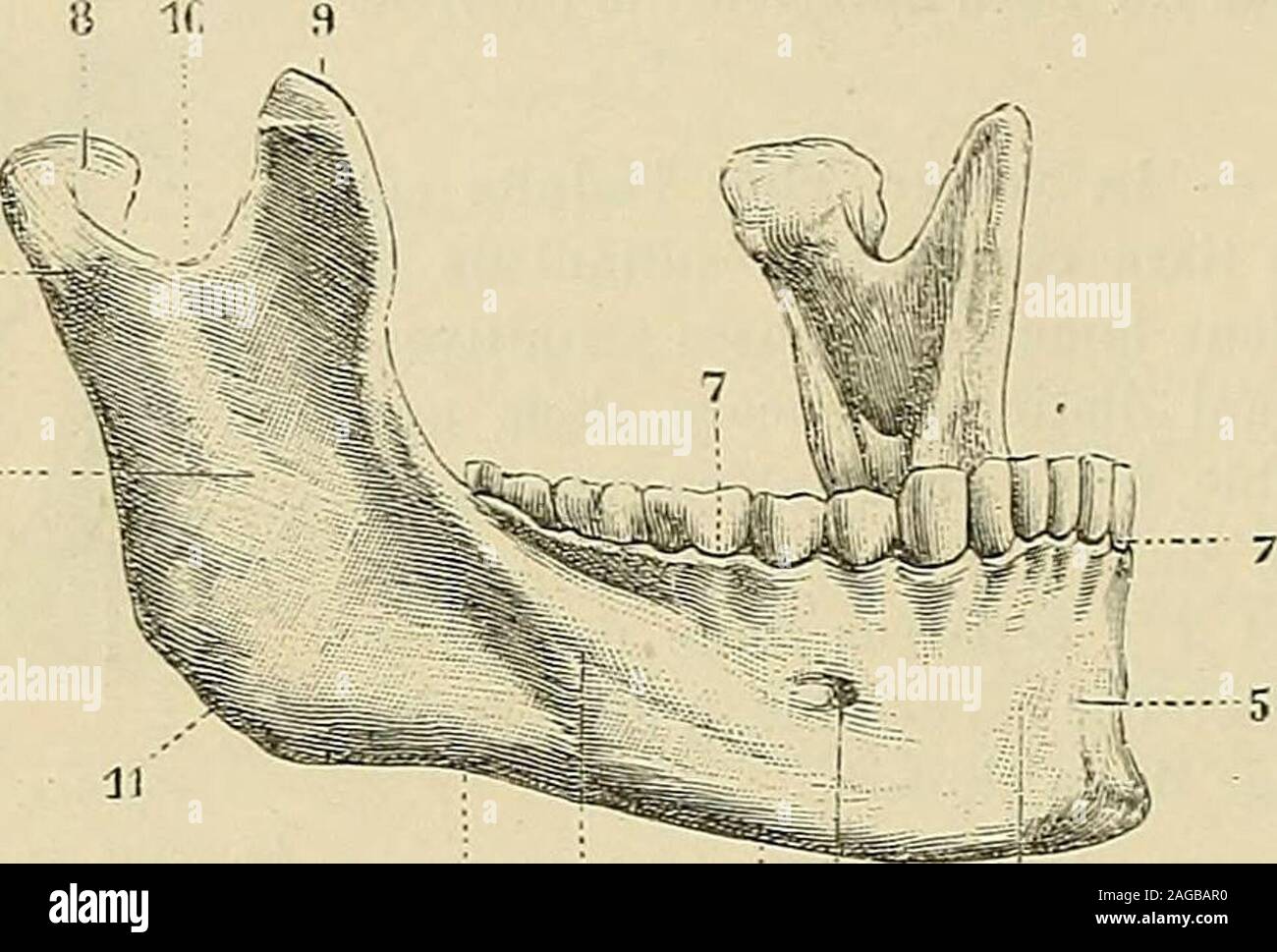 Avec Ornithomaniacs, Daria Schmitt touche le rêve des ailes : « Je passe ma  vie à observer les oiseaux » - Branchés Culture, image size:1300x969