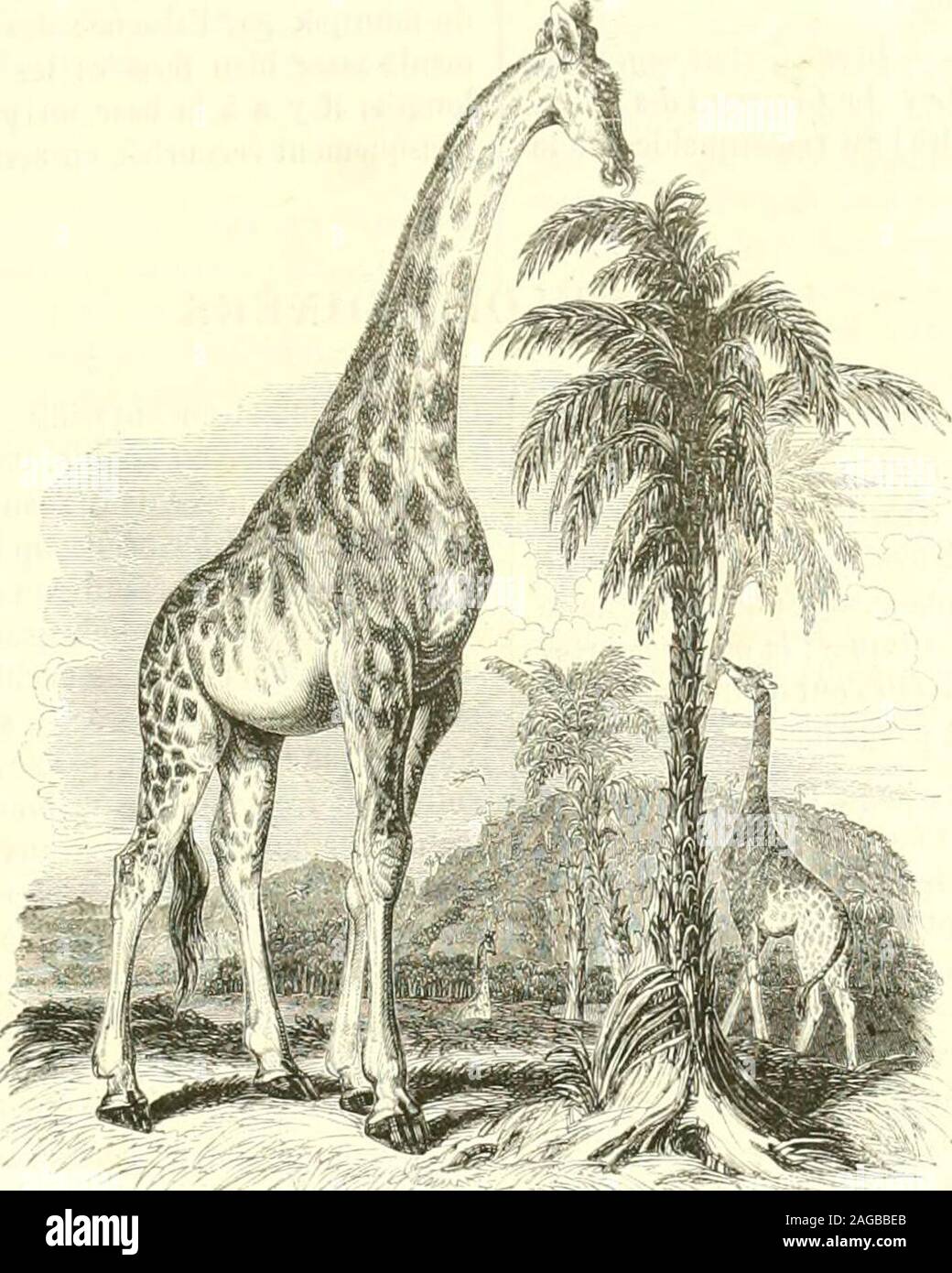Bookyear1851 Hi Res Stock Photography And Images Page 2 Alamy