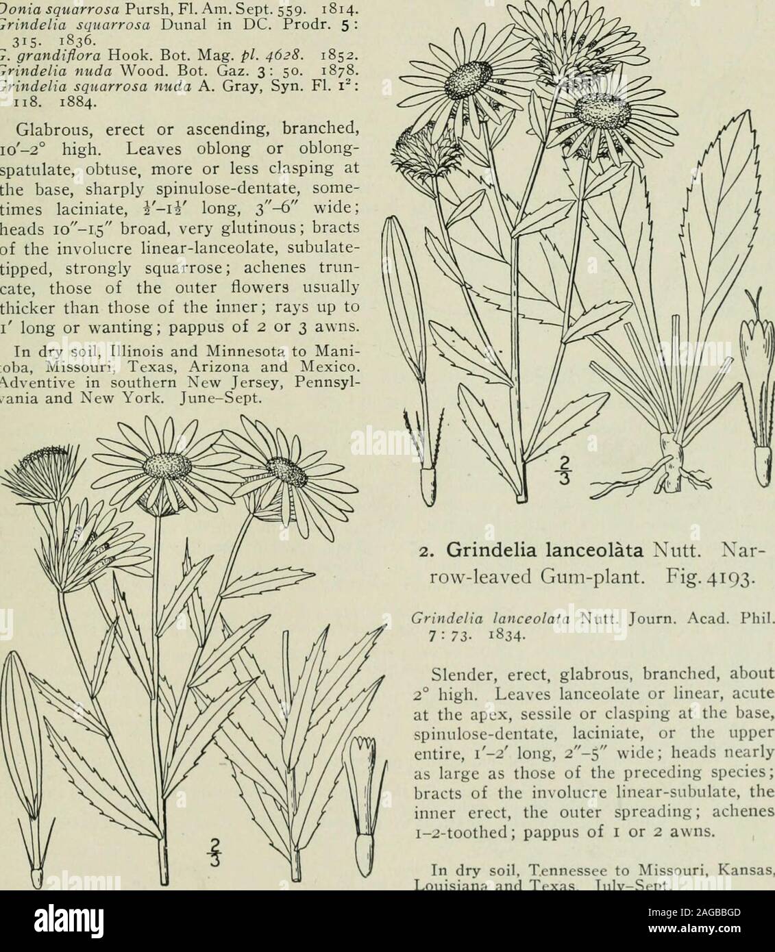 . An illustrated flora of the northern United States, Canada and the British possessions : from Newfoundland to the parallel of the southern boundary of Virginia and from the Atlantic Ocean westward to the 102nd meridian. te; achenes 1-2-toothed ; bracts not squarrose. 2. G. lanceolata. I. Grindelia squarrosa (Pursh) Dunal. Broad-leaved Gum-plant. Fig. 4192. Donia squarrosa Pursh, Fl. Am. Sept. 559. 1814.Grindelia squarrosa Dunal in DC. Prodr. 5 : 315- 1S36.G. grandiflora Hook. Bot. Mag. pi. 4628. 1852.Grindelia nuda Wood. Bot. Gaz. 3: 50. 1878.Grindelia squarrosa nuda A. Gray, Syn. Fl. i: 118 Stock Photo