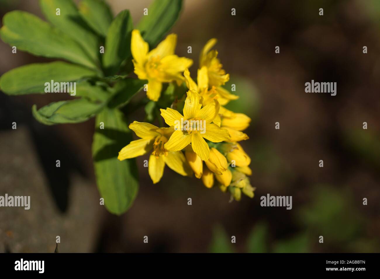 Beautiful spring yellow flower close-up. Leontice Smirnowii Trautv, Gymnospermium Smirnowii Stock Photo