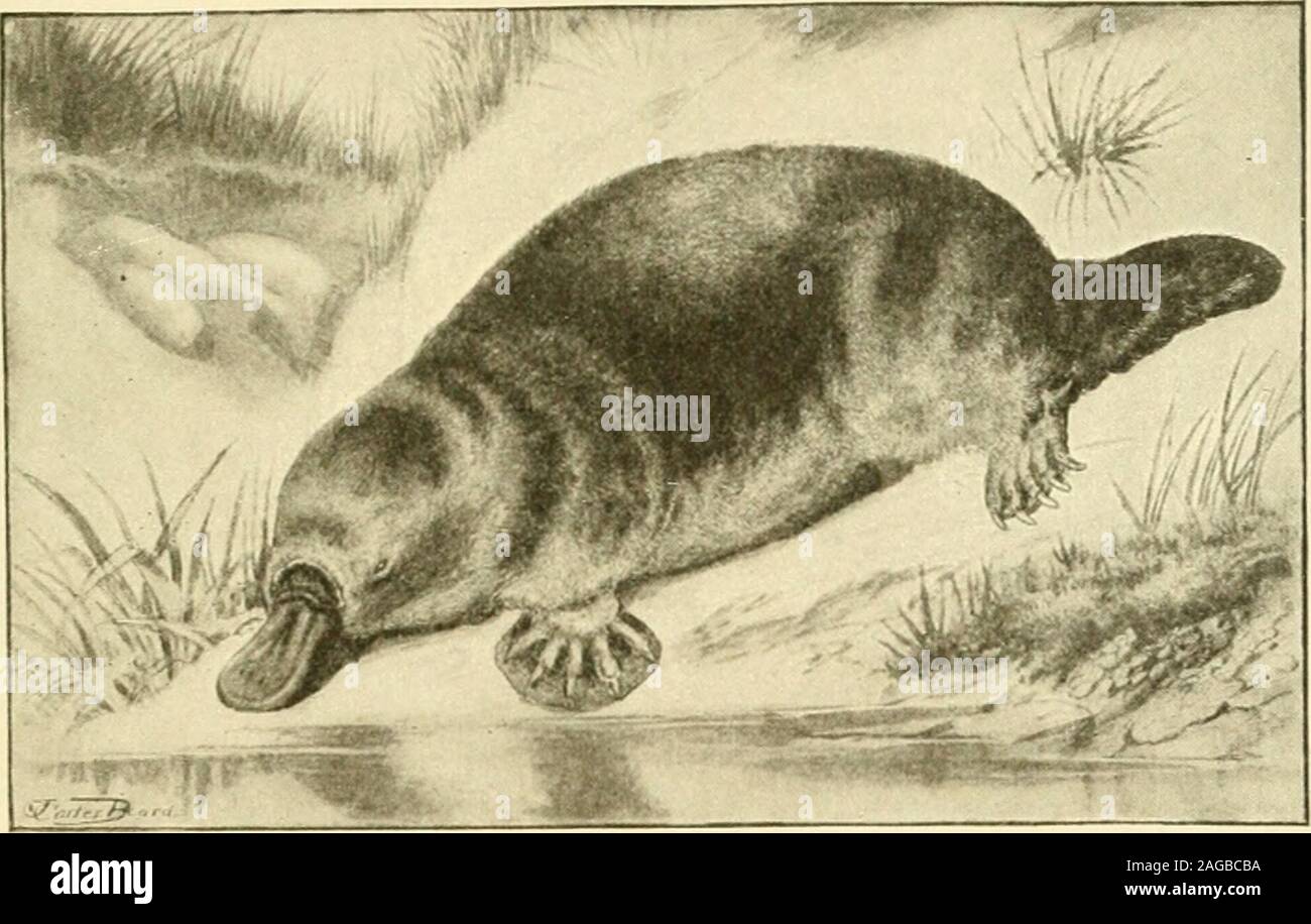 The American natural history : a foundation of useful knowledge of the  higher animals of North America. mammals,and in one respect this group  forms a good connecting linkbetween mammals and birds: