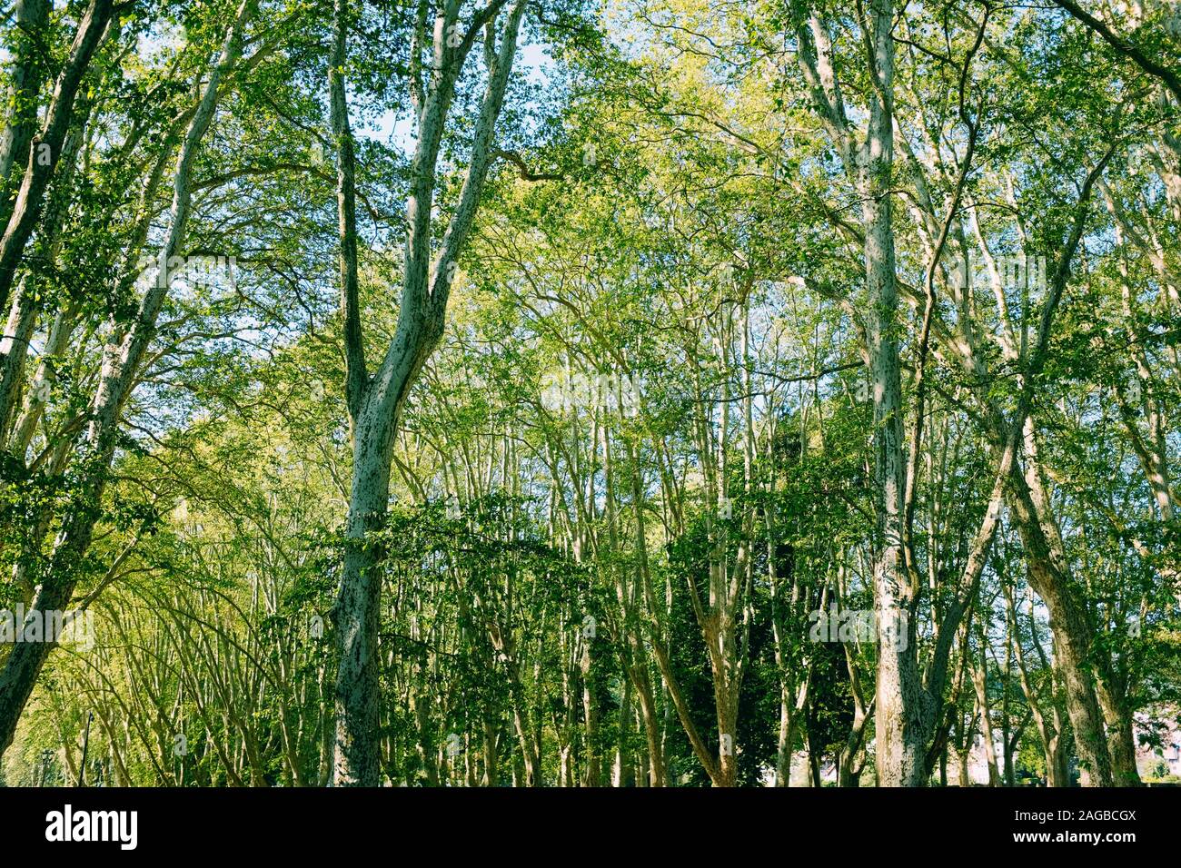 Low angle shot of the beautiful green trees in a forest Stock Photo - Alamy