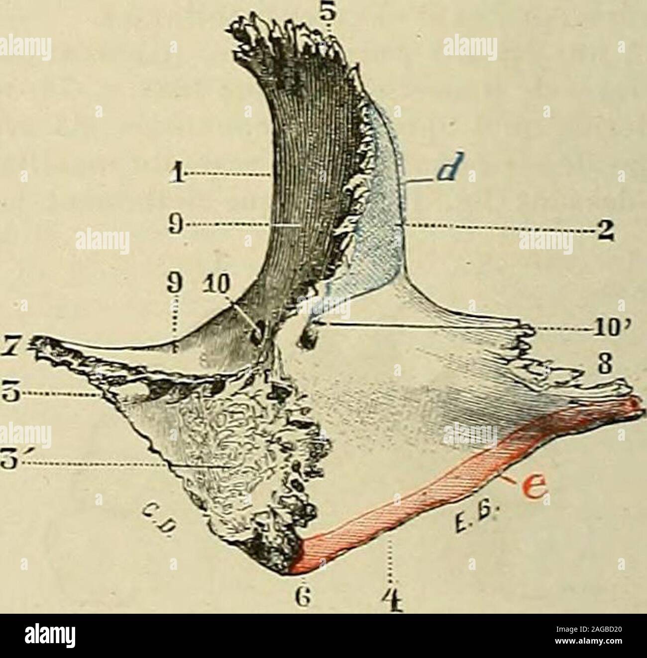Anatomie Zygomatique Anatomie Zygomatique