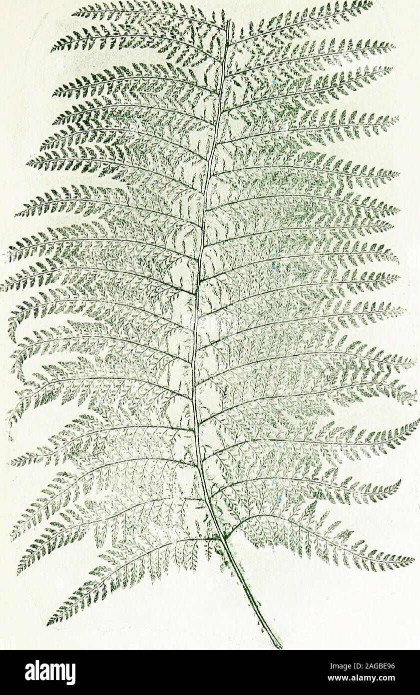 . British ferns and their varieties. o &gt; s X s « H Hi p i-o Oh 422 IJRITISII FERNS LXXVIII DlVISILOBUM LAXUM (Jones) Mr. J. Wills. S. Devon. 1874.2 ft. 6 in. Believed to be the finest and most beautiful of the lax divisilobes.With the exception of Mr. Padley, Mr. Wills has been perhaps themost fortunate discoverer in this beautiful class of varieties. &lt;*$mmm&a. wtm^- LXXVIII POLYSTICHUM ANGULARE, var. DIVISILOBUM LAXUM WILLS 424 BRITISH FERNS LXXIX Multilobum Gray (IVoll.) Mr. Robert Gray. S. Devon. 1865. 2 ft. 6 in. May be taken as a typical specimen of a thoroughly good multi-lobe of Stock Photo