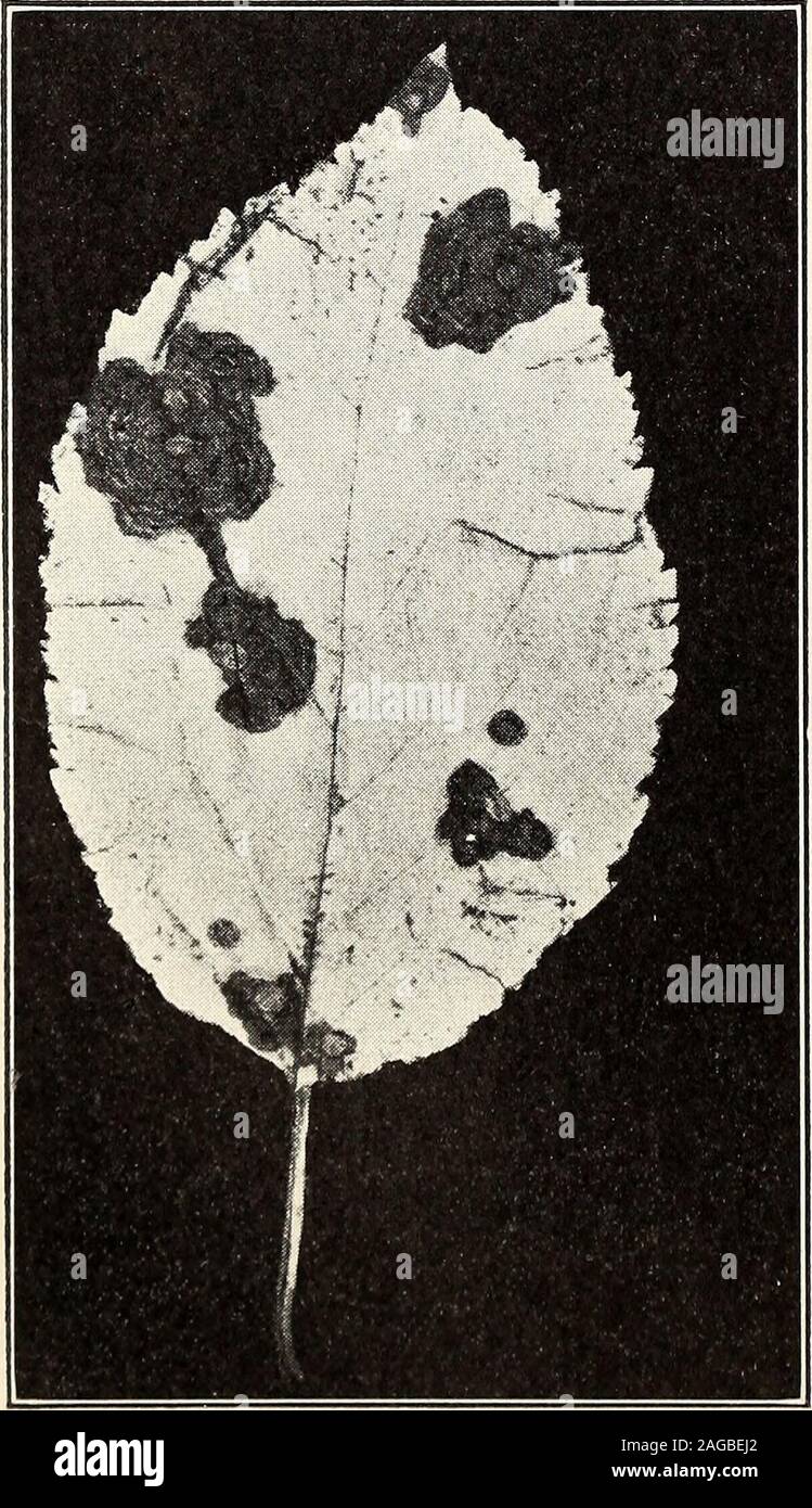 . Annual report of the North Carolina Agricultural Experiment Station. , in which condition theyhave a tendency to droop and mat together. These diseased leaves are accompanied by brown, fi-brous or globular sclerotial for-mation upon the twigs. Leaf Spot (Phyllosticta,sp.).—Leaf spots, consisting ofbrown dead tissue, occur in allportions of the State. It is cus-tomary to attribute these spotsto a species of Phyllosticta.Whether they are all due to thesame species, or indeed whetherthey are all due to Phyllostictaat all or not is an open question.In any even, the leaf spotabounds in Xorth Caro Stock Photo