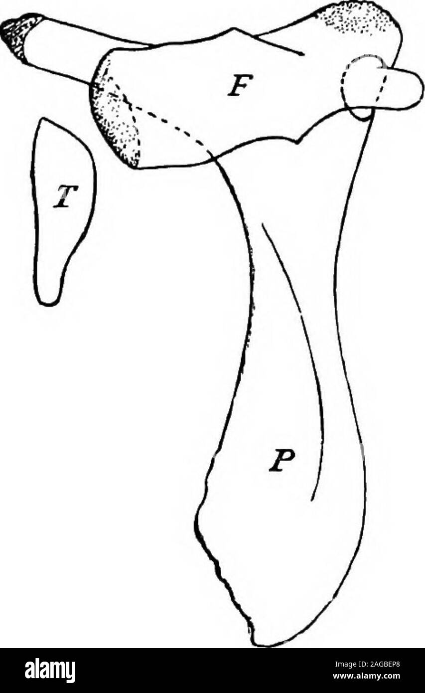 Outlines of zoology. tiges of femur and tibia. The rounded brain is  relatively large, with well-convolutedcerebral hemispheres. As to the  alimentary system,—salivary glands are rudi-mentary or absent, the stomach  is chambered,