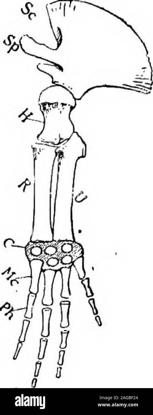 . Outlines of zoology. addle-like flippers, and there are no externalhints of hind-limbs beyond mere button-like knobs in someembryos. Most forms have a median dorsal fin. Hairsare generally absent, though a few bristles may persist nearthe mouth. The thick layer of fat or blubber beneaththe skin retains the warmth of the body, and compensatesfor the absence of hair. In one of the dolphins dermalossicles occur, a fact which has suggested the idea that thetoothed whales may have had mailed ancestors. Tracesof dermal armour have also been found in the extinctZeuglodonts. The spindle shape, the a Stock Photo