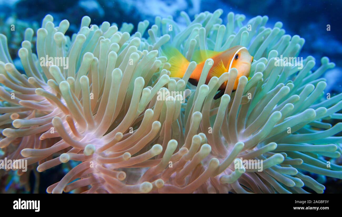 Clownfish in Anemone Stock Photo