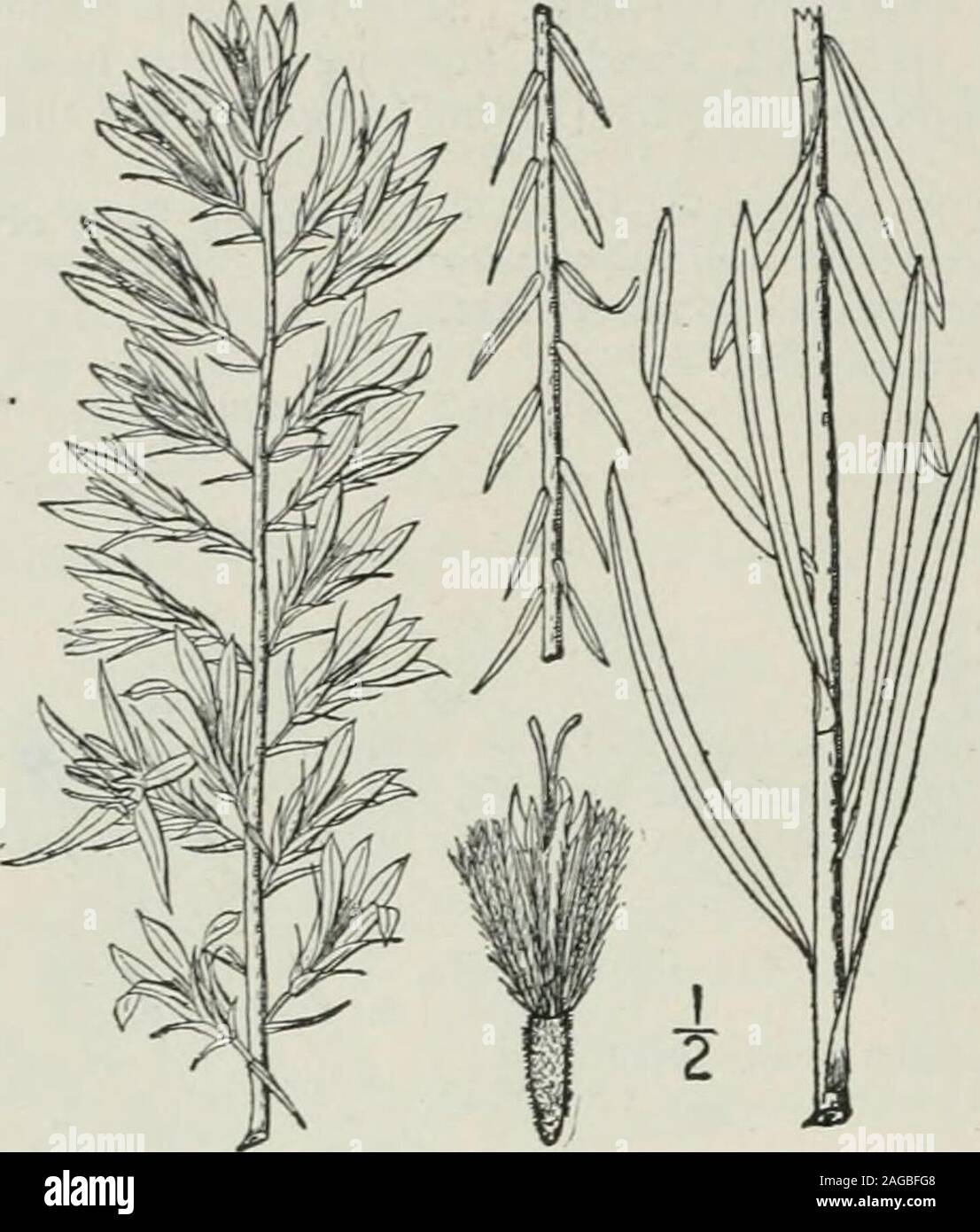 . An illustrated flora of the northern United States, Canada and the British possessions : from Newfoundland to the parallel of the southern boundary of Virginia and from the Atlantic Ocean westward to the 102nd meridian. 366 COMPOSITAE. Vol. hi.. 3. Lacinaria elegans (Walt.) Kuntze.Handsome Blazing Star. Fig. 4179. Stoepelina elegans Walt. Fl. Car. 202. 1788. Liatris elegans Willd. Sp. PI. 3: 1635. 1804. Lacinaria elegans Kuntze, Rev. Gen. PI. 349. 1891. Densely and finely pubescent, rarely glabrate,2°-3° high. Leaves linear, very punctate, I-slong, i-3 wide, the upper much smaller thanthe lo Stock Photo