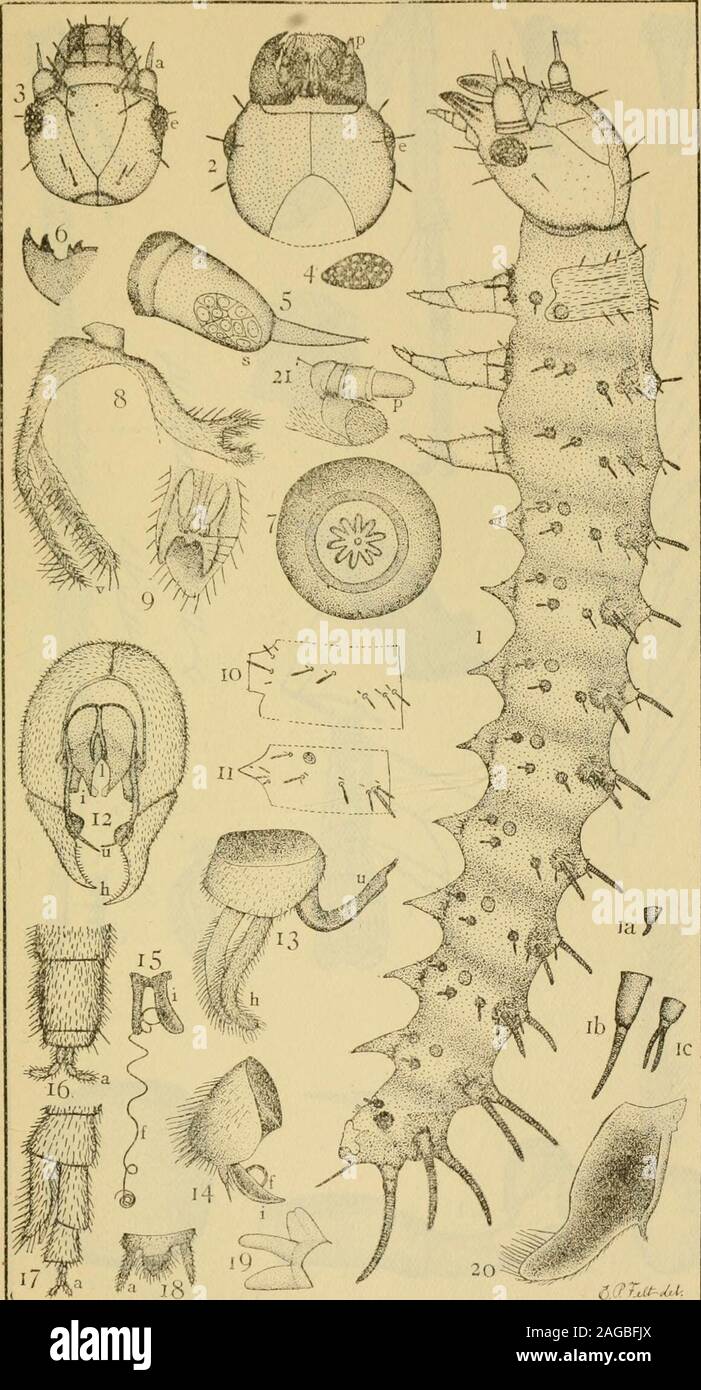. Report on the injurious and other insects of the State of New York. from a photograph of the Hving insect (enlarged).Fig. 2.—Fore tarsus of B. strigosus: a, 4th and 5th segments apposed* b, teeth of 5th enlarged; c, do. of 4th; d, armature of 3d on mid die legs; e, the same of 2d and 3d segments of hind legs.Fig. 3.—Fore leg of Panorpa rufescens.Fig. 4.—Lateral aspect of the head of P. rufescens.Fig. 5.—Front of sam^.Fig. 6.—Portions of the fourth and fifth abdominal segments of P. rufescens, showing the dorsal abdominal organ of the male.Fig. 7.—Terminal antennal segment of B. strigosus.Fig Stock Photo