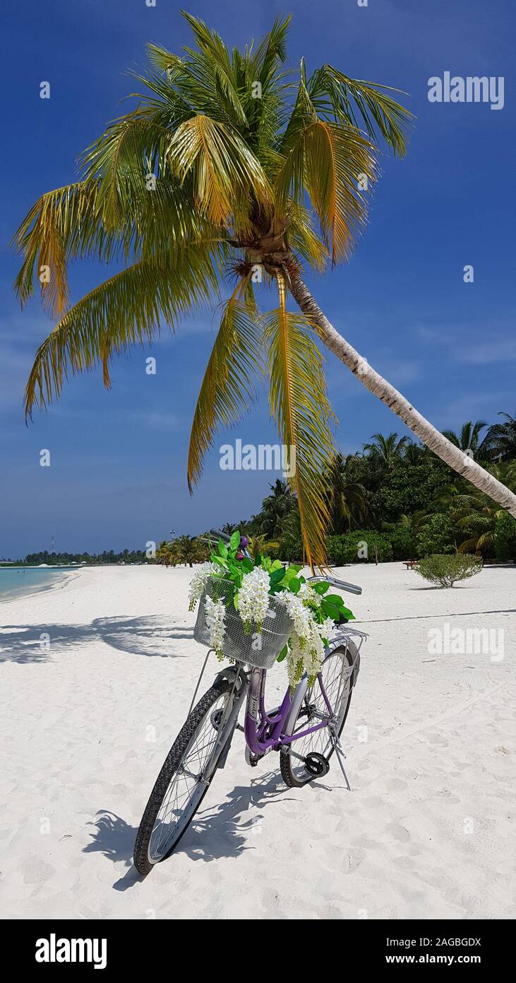 Fahrrad vor Palme auf den Malediven Stock Photo