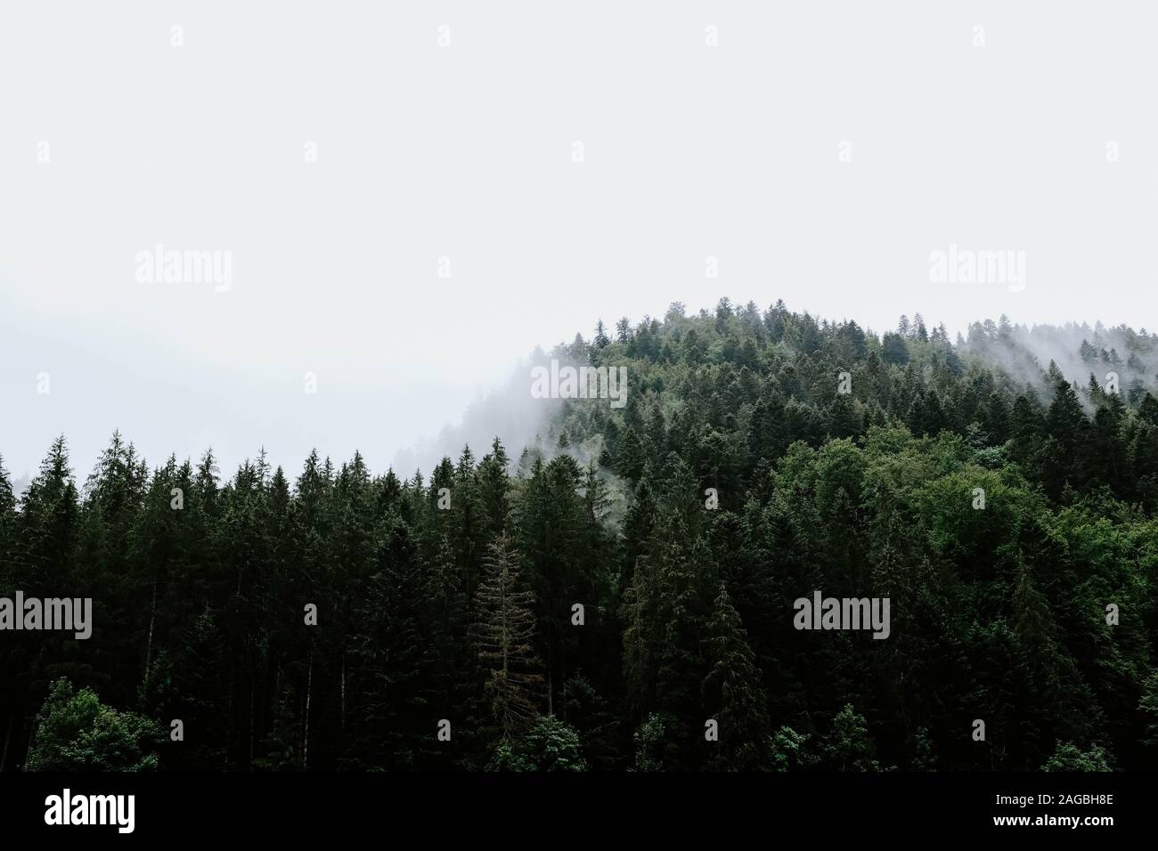Beautiful view of the trees in a rain forest captured in the foggy ...