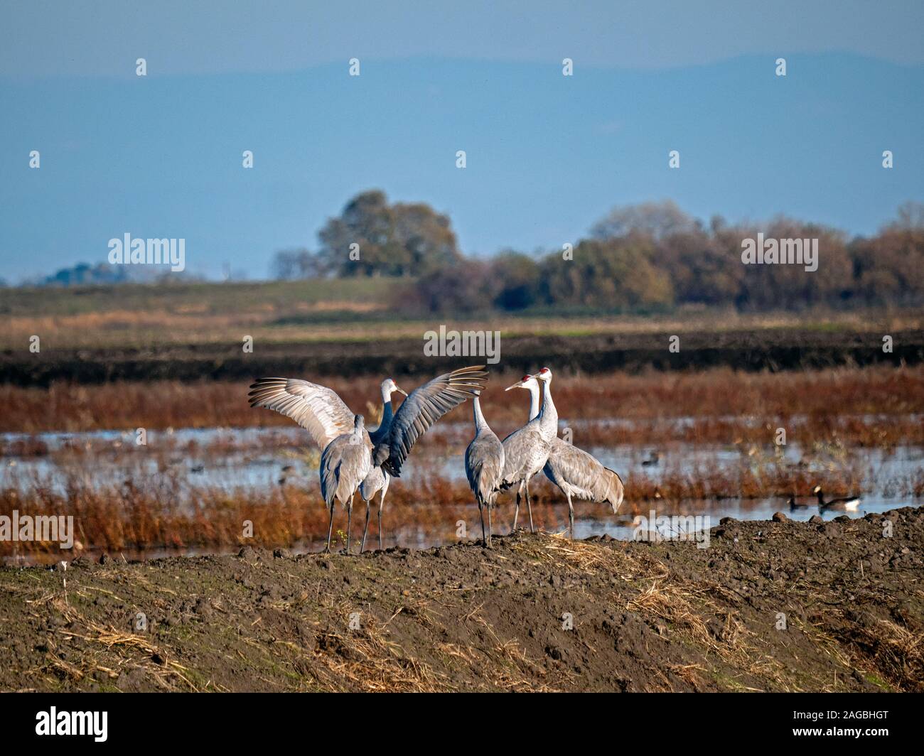 Sandhill Cranes in Staten Island Preserve, California Stock Photo