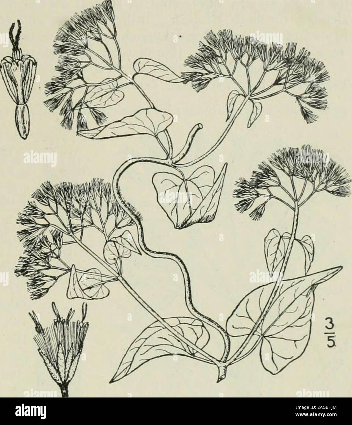 . An illustrated flora of the northern United States, Canada and the British possessions : from Newfoundland to the parallel of the southern boundary of Virginia and from the Atlantic Ocean westward to the 102nd meridian. orne at the endsof the branches; involucre about 3long, its bracts acuminate or apiculate;flowers white or pink; achenes resinous. In swamps and moist soil, Maine to west-ern Ontario, Florida and Texas. WestIndies and South America. July-Sept. 6. COLEOSANTHUS Cass. Diet. 10: 36. 1817.[Brickellia Ell. Bot. S. C. & Ga. 2: 290. 1824.]Herbs or shrubs, with opposite or alternate l Stock Photo