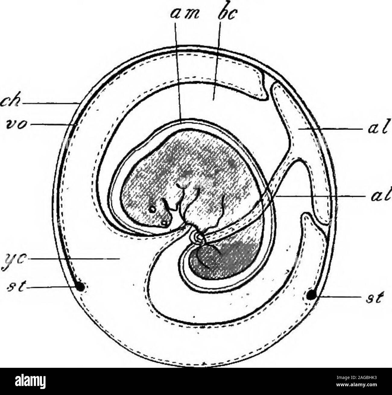 . Outlines of zoology. disc of formative epibiast;jSw., blastodermic vesicle;H., hypobast. of cells. Development begins in theoviducts, but the eggs are in noway attached to the wall. They arelaid in a nest by the Duckmole; in the Echidna they arehatched in a slight, periodically developed, external pouch. CONNECTION BETWEEN EMBRYO AND MOTHER. 727 {b) In the Marsupials the embryo is born prematurelyafter a short gestation. It is very small and helpless. Tillrecently it was believed that during its intra-uterine life itwas either not attached to the wall of the uterus at all, oronly to a slight Stock Photo