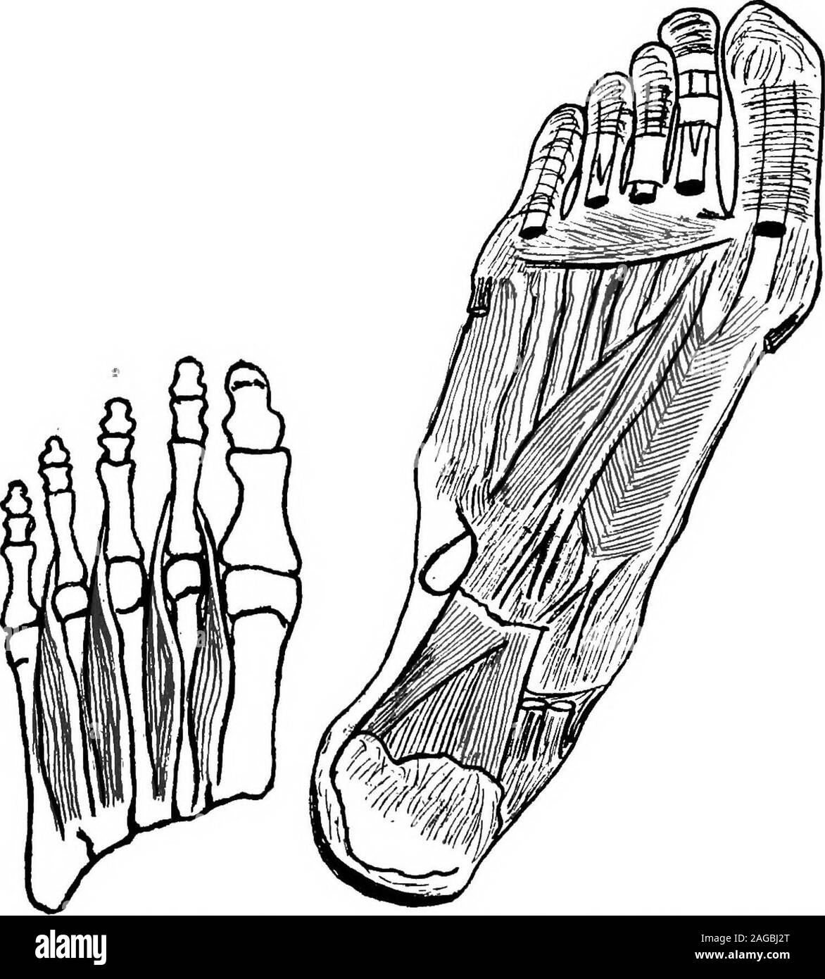 . A manual on foot care and shoe fitting for officers of the U.S. Navy and U.S. Marine corps. Fig. 3.—Muscles con- Pig. 4.-e-Deep muscles of foot. Muscles trolling lateral toe action. and tendons controlling toe action. (C««-{Cunningham.) ningham.) metatarsal bone. (See illustration No. 2.) Thig is definitelyformed by the inherent structural concavity of the bones held 12 FOOT CARE AND SHOE FITTING among themselves by ligaments and supported from below bydeveloped muscle layers. The anterior arch is formed by the distal ends of the meta-tarsal bones. (SeeillustrationNo. s.) The muscular develo Stock Photo