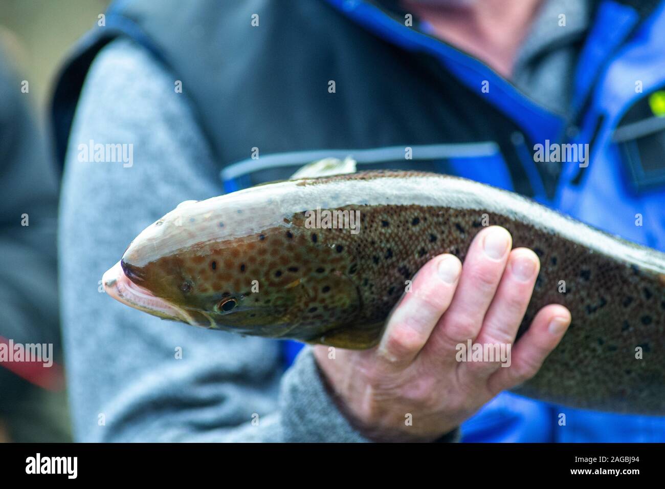 Nutha, Germany. 18th Dec, 2019. A man holds a spawning salmon in his hand. The fish had been caught during the trial fishing on the Nuthe. There the animal was released 3 to 4 years ago, which the fishermen noticed at a mark on the pelvic fin. In the meantime, the salmon had swum as far as the Atlantic and has now returned to the Nuthe for spawning. In the Nuthe a total of 143500 young salmon and 90300 sea trout hatchlings have been released so far. Credit: Klaus-Dietmar Gabbert/dpa-Zentralbild/ZB/dpa/Alamy Live News Stock Photo