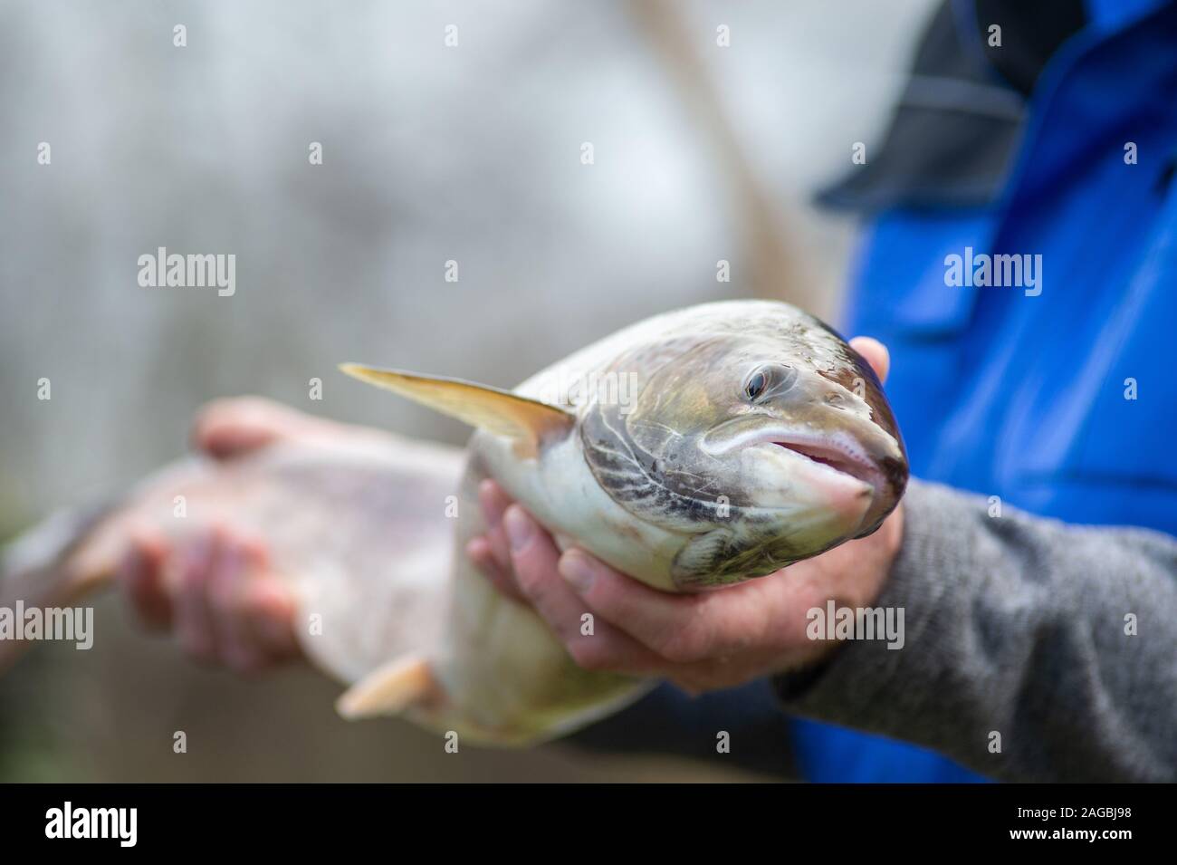 Nutha, Germany. 18th Dec, 2019. A man is holding a spawning salmon in his hands. The fish had been caught during the trial fishing on the Nuthe. There the animal was released 3 to 4 years ago, which the fishermen noticed at a mark on the pelvic fin. In the meantime, the salmon had swum as far as the Atlantic and has now returned to the Nuthe for spawning. In the Nuthe a total of 143500 young salmon and 90300 sea trout hatchlings have been released so far. Credit: Klaus-Dietmar Gabbert/dpa-Zentralbild/ZB/dpa/Alamy Live News Stock Photo