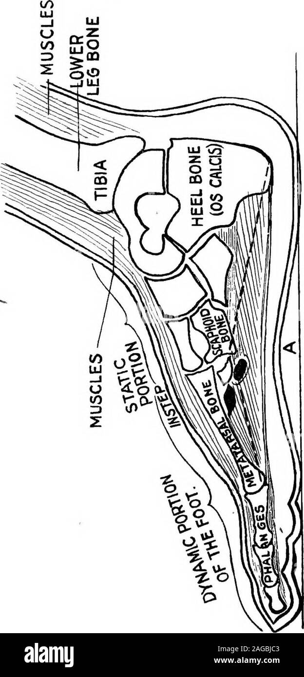. A manual on foot care and shoe fitting for officers of the U.S. Navy and U.S. Marine corps. ch beneath the instep there arefive layers of well-developed muscles which buttress the archpreventing descent of the latter when continued and excessiveweight is borne. (See illustration No. 2.) The posterior seven bones, forming a compact mass andheld by ligamentous attachments, move very slightly when astep is taken and serve to minimize the shock of impact andact as a recoil mechanism. On this mass—the static portionof the foot—in the shod man, all the weight of locomotion isfirst borne; first aff Stock Photo