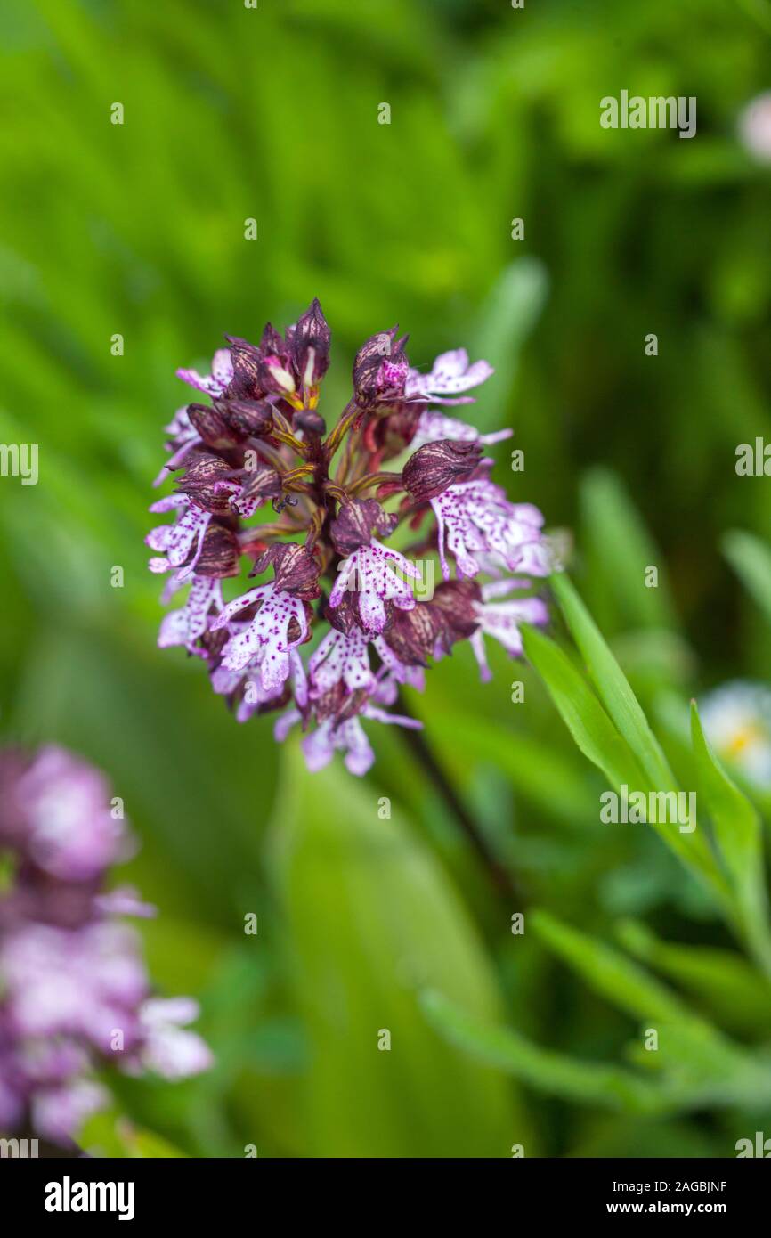 Wild orchidfrom Bulgaria, Burnt Orchid /Orchis ustulata / Neotinea ...
