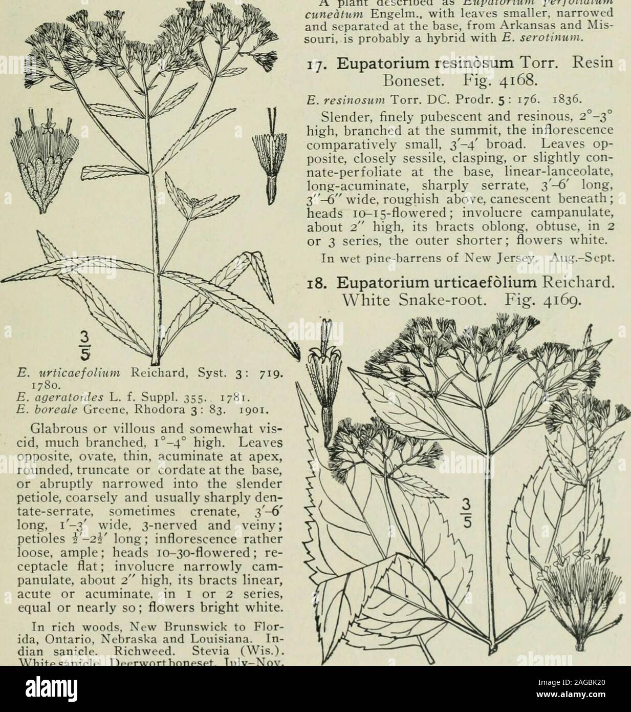 . An illustrated flora of the northern United States, Canada and the British possessions : from Newfoundland to the parallel of the southern boundary of Virginia and from the Atlantic Ocean westward to the 102nd meridian. A plant described as Eupatorium perfoliatumcimeatum Engelm., with leaves smaller, narrowedand separated at the base, from Arkansas and Mis-souri, is probably a hybrid with E. serotinum. 17. Eupatorium resinosum Torn ResinBoneset. Fig. 4168. E. resinosum Torr. DC. Prodr. 5 : 176. 1836. Slender, finely pubescent and resinous, 2°-3°high, branched at the summit, the inflorescence Stock Photo