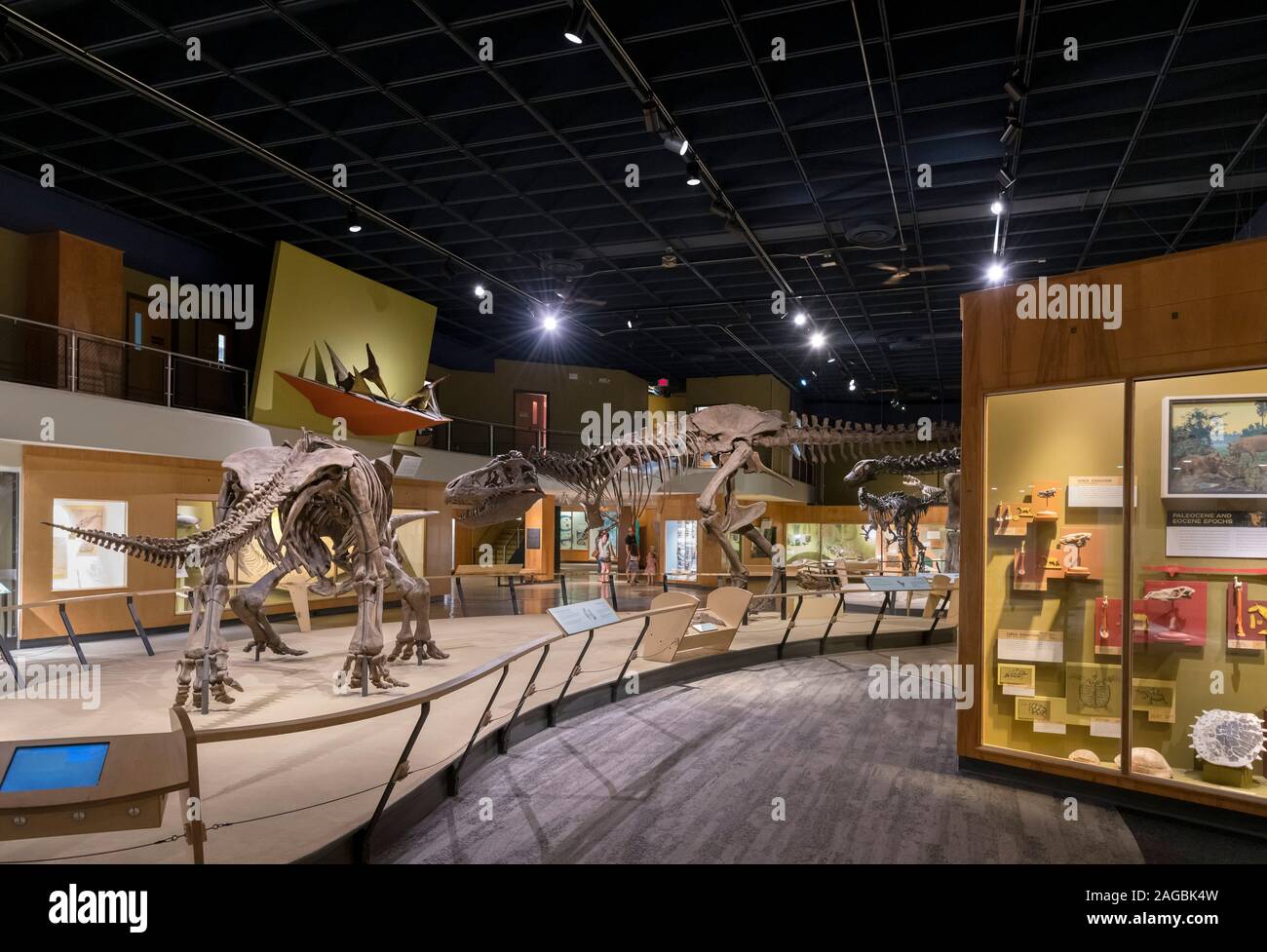 Dinosaur exhibits at the Cleveland Museum of Natural History, Cleveland, Ohio, USA Stock Photo