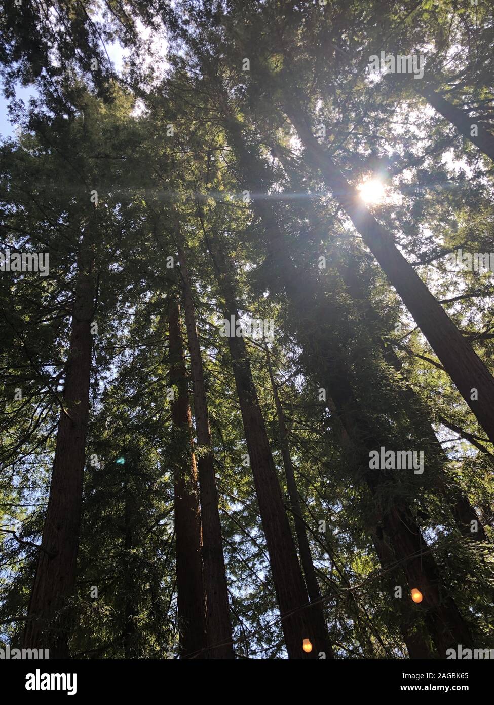 Vertical low angle shot of tall trees in a forest enjoying the warmth of the sunlight Stock Photo